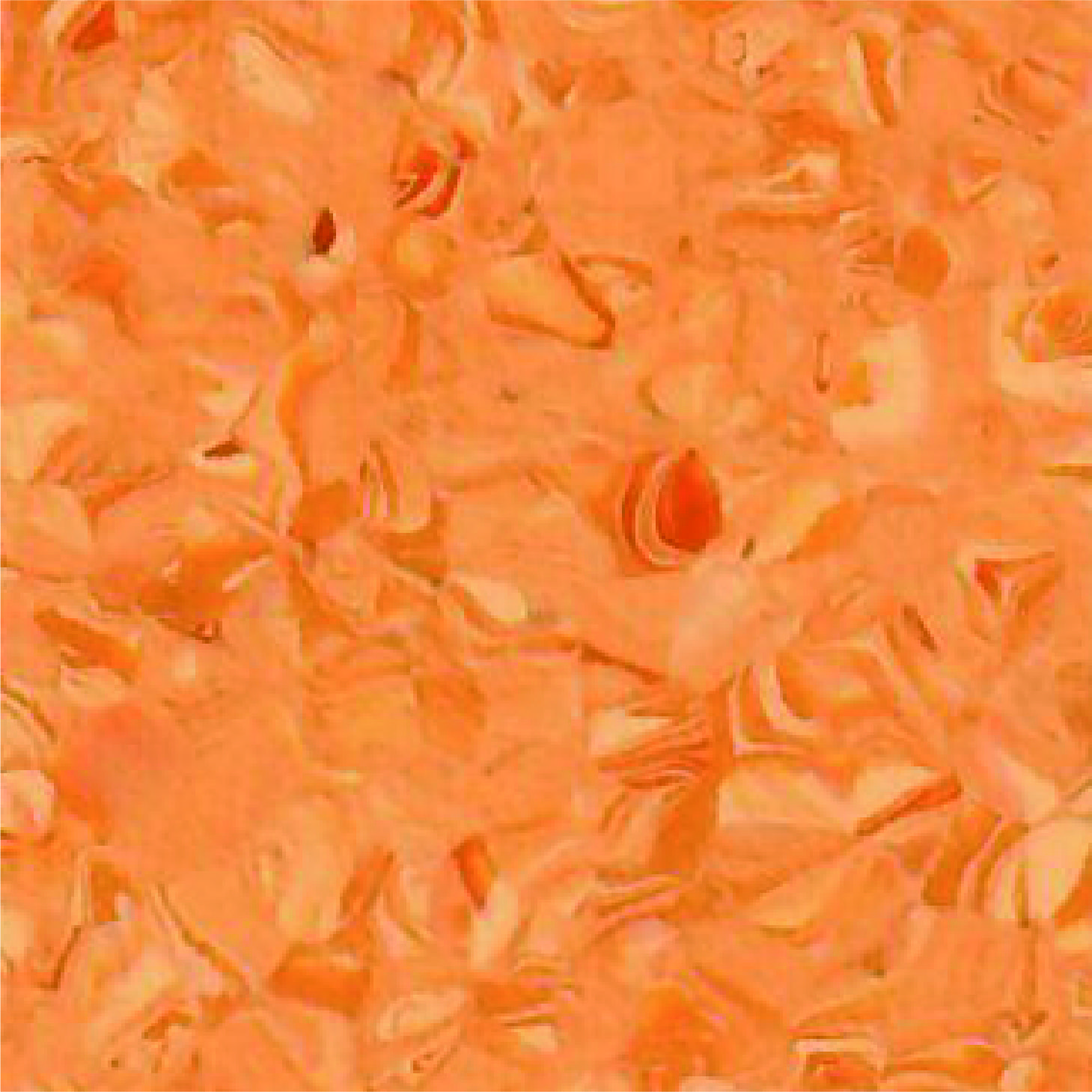 Elite 2007 Crocus