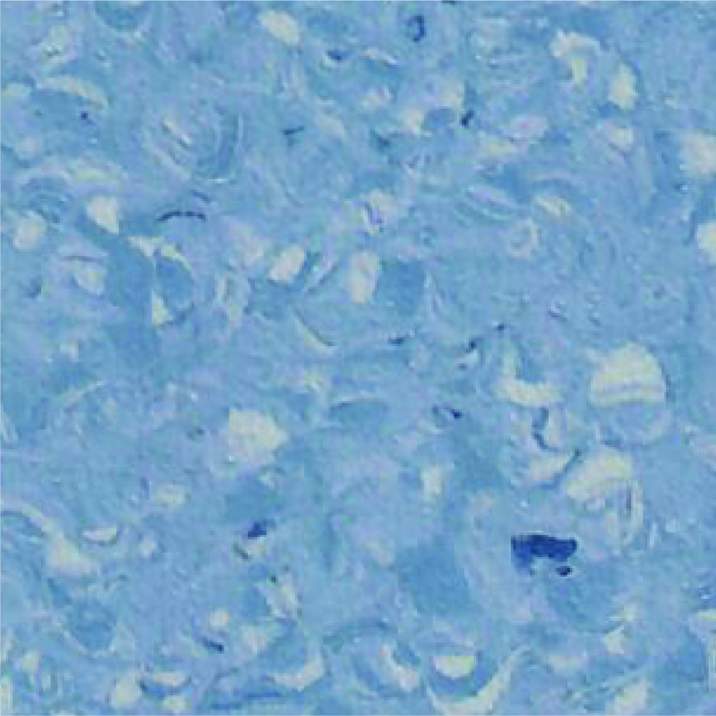 Elite 2011 Moon Blue
