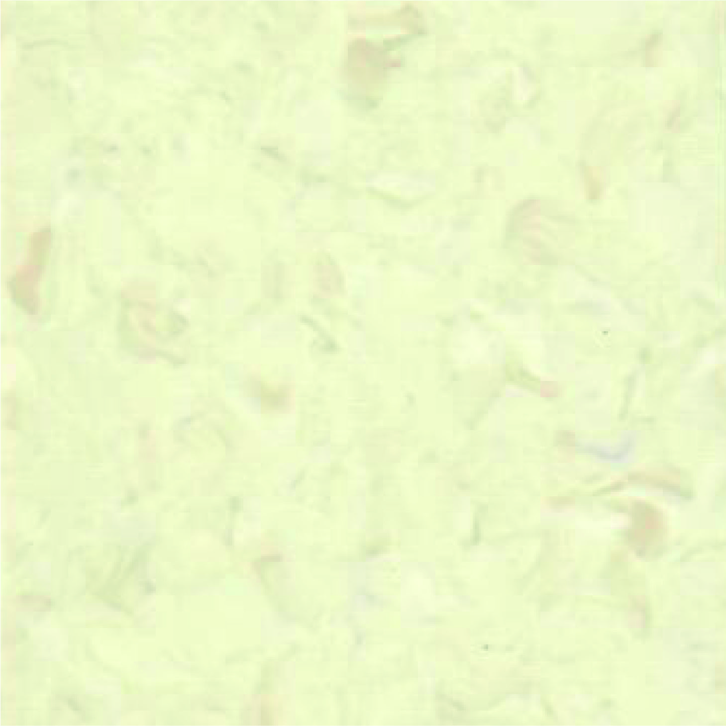 Grace 1006 White